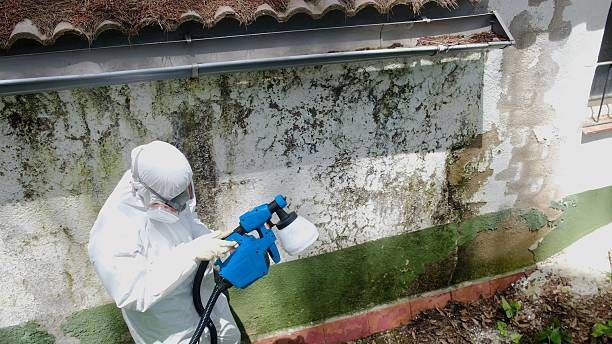 Mold Removal service in Brighton